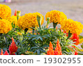 Marigold flower and other spring flower 19302955