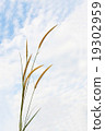 Pampas grass 19302959