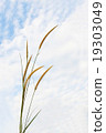 Pampas grass 19303049