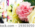 Pink carnation flower, 19303050