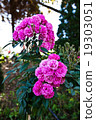 Pink rose 19303051
