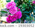 Pink rose 19303052
