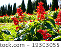 Red antirrhinum majus flower 19303055