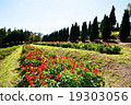 Red antirrhinum majus flower 19303056