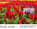 Celosia flower garden on evening time 19303057