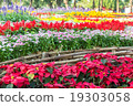 Flower garden on evening time a 19303058