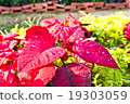 Red Poinsettia with green leaves 19303059