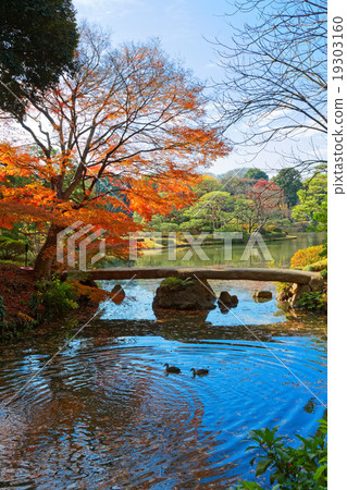 六義園的紅葉與湖面的光輝 19303160