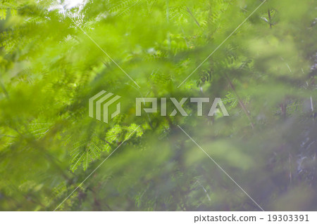 Blur green natural bokeh background. Blur green natural bokeh background. 19303391