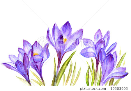 Crocus flowers snowdrop Crocus flowers snowdrop 19303903