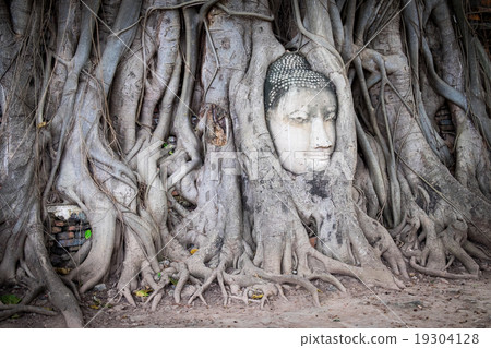 Head of Buddha statue in the tree roots at Wat Mah 19304128