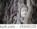 Head of Buddha statue in the tree roots at Wat Mah 19304129