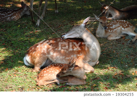 Deer parent and child 45 19304255