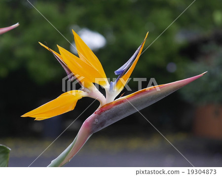 Bird of paradise Bird of paradise 19304873