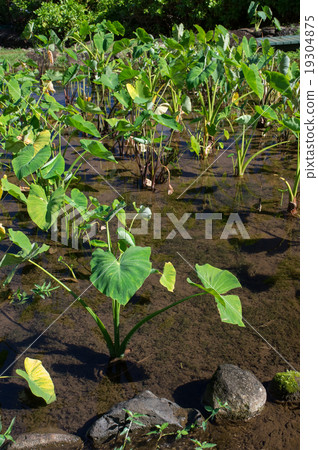 太郎的稻田 19304875