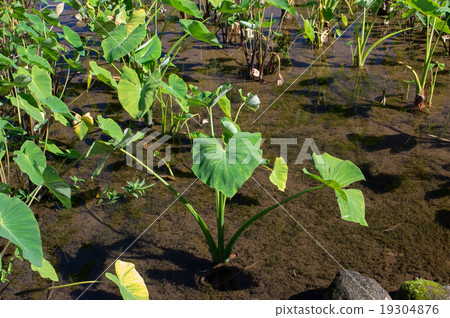 太郎的稻田 19304876