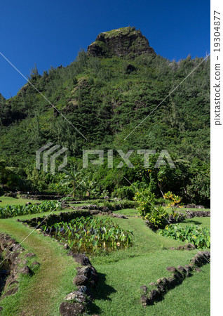 Makana and Lima Fur · Ahpua's Taro Paddy Field Makana and Lima Fur · Ahpua's Taro Paddy Field 19304877