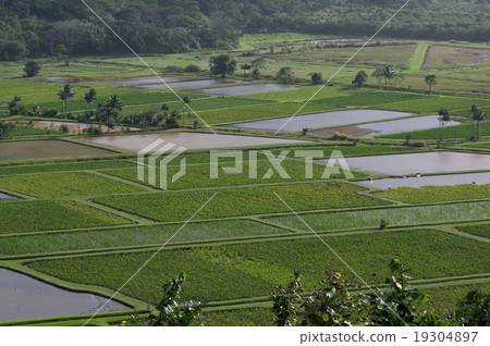 芋頭在哈納萊伊沸騰 19304897