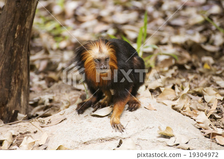 Golden headed lion tamarin Golden headed lion tamarin 19304972