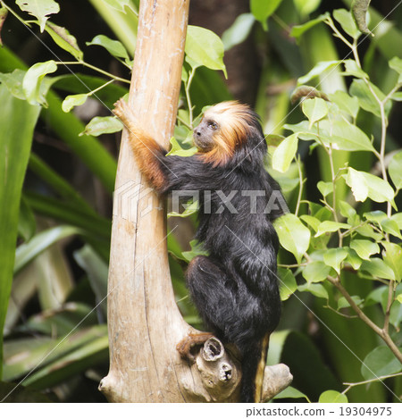 golden-headed lion tamarin golden-headed lion tamarin 19304975