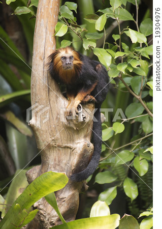 golden-headed lion tamarin 19304976
