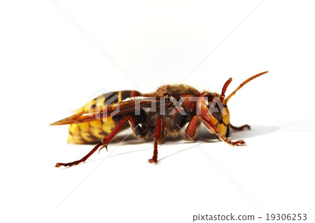 Giant hornet 19306253