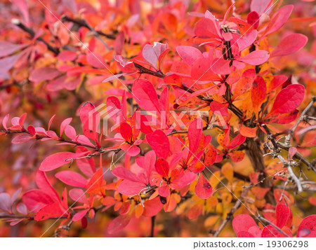 Autumnal colored leaves Autumnal colored leaves 19306298