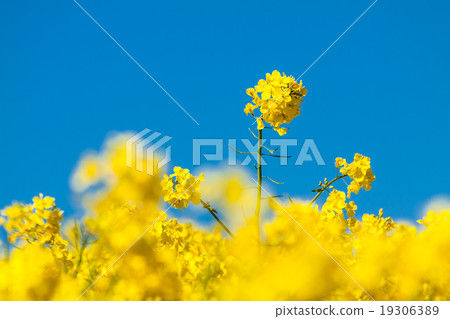 Canola and blue sky Canola and blue sky 19306389