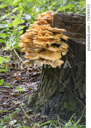 Laetiporus sulphureus 19306433