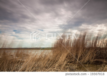 Reeds on the Baltic Sea 19307018