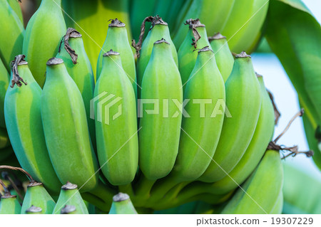 Bunches of green bananas growing in a tropical Bunches of green bananas growing in a tropical 19307229