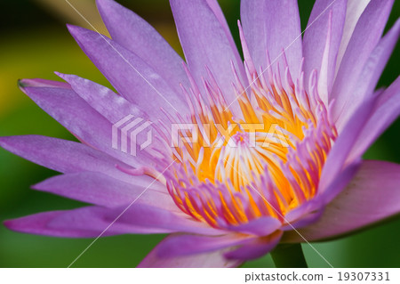 Purple lotus . Purple lotus . 19307331