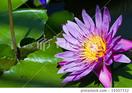 Purple lotus . Purple lotus . 19307332
