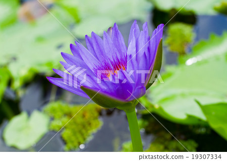 Purple lotus . Purple lotus . 19307334