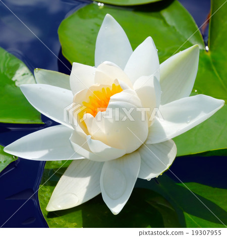 White lily in the blue water White lily in the blue water 19307955
