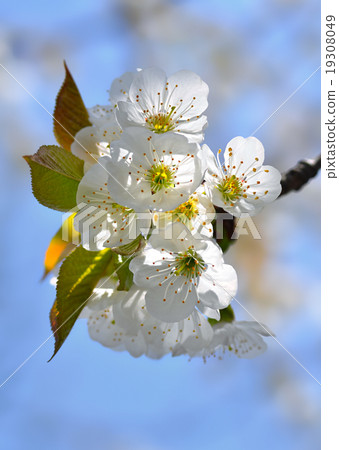 Blossoming branch of sweet cherry Blossoming branch of sweet cherry 19308049