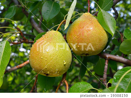 Ripe pear on the branch Ripe pear on the branch 19308150