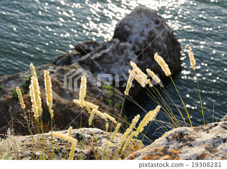 Grass against mountains 19308281