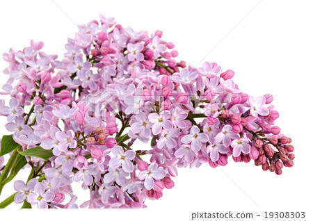 Lilac branch 19308303