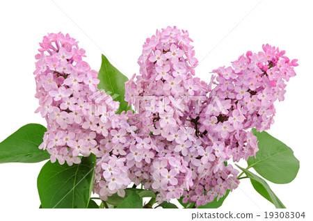 Lilac branch 19308304