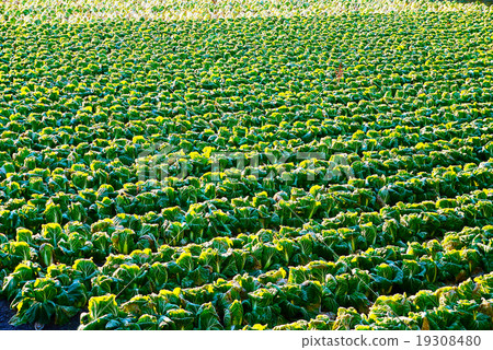 大白菜田 大白菜田 19308480