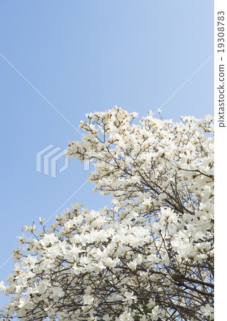 Kobushi花 19308783