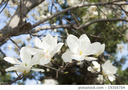 Kobushi flower 19308784
