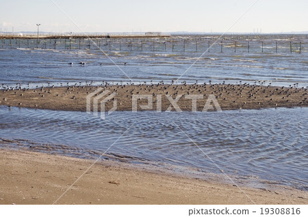 三班和鳥類 19308816