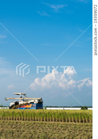 Harvesting "Koshihikari" 4 - A 19309072