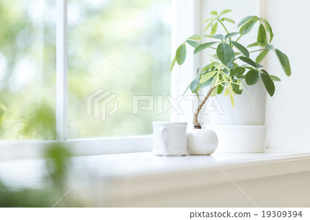 Houseplant placed on the window side Houseplant placed on the window side 19309394