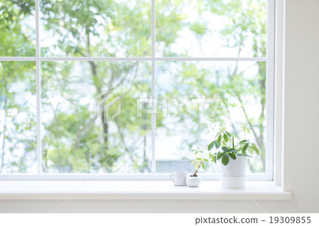 Houseplant placed on the window side 19309855
