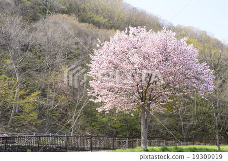 櫻花（一棵樹） 19309919