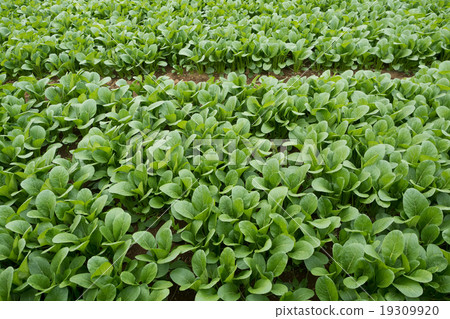 Komatsuna農田 19309920