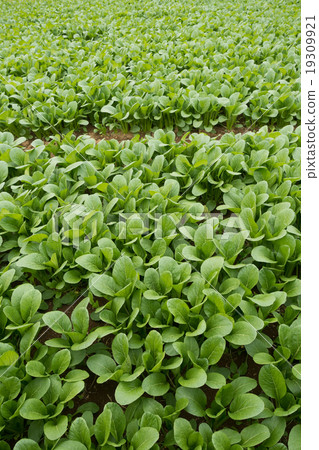 Komatsuna農田 19309921